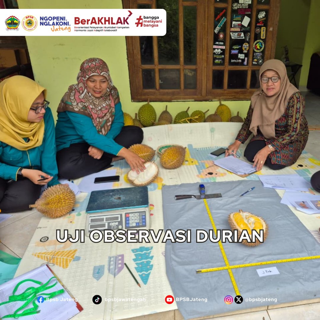 bpsbjateng's tweet photo. (Kamis, 05 Februari 2026) Petugas PBT BPSB Jawa Tengah, Pemulia BRIN, dan Petugas Dinas Pertanian Kabupaten Semarang melaksanakan Uji Observasi Durian varietas  lokal J Pink asal Desa Brongkol, Kec Jambu Kab. Semarang untuk karakterisasi buah Durian J Pink. (1/3) https://t.co/6KavFUuq7X