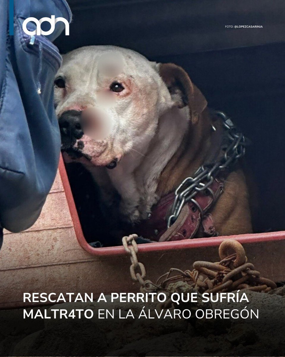 adn Noticias tweet media