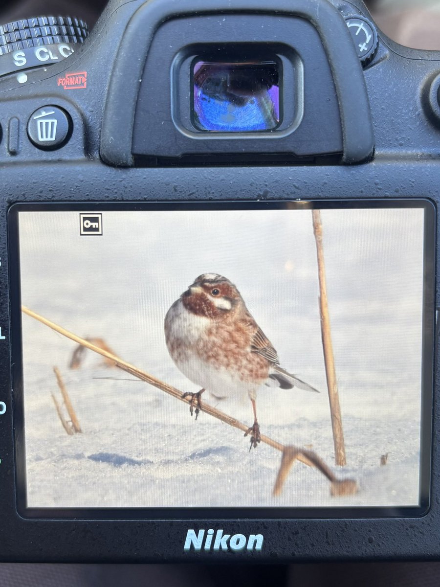 くろちっち (@EFvqGyGwrtj8GER) / Posts / X