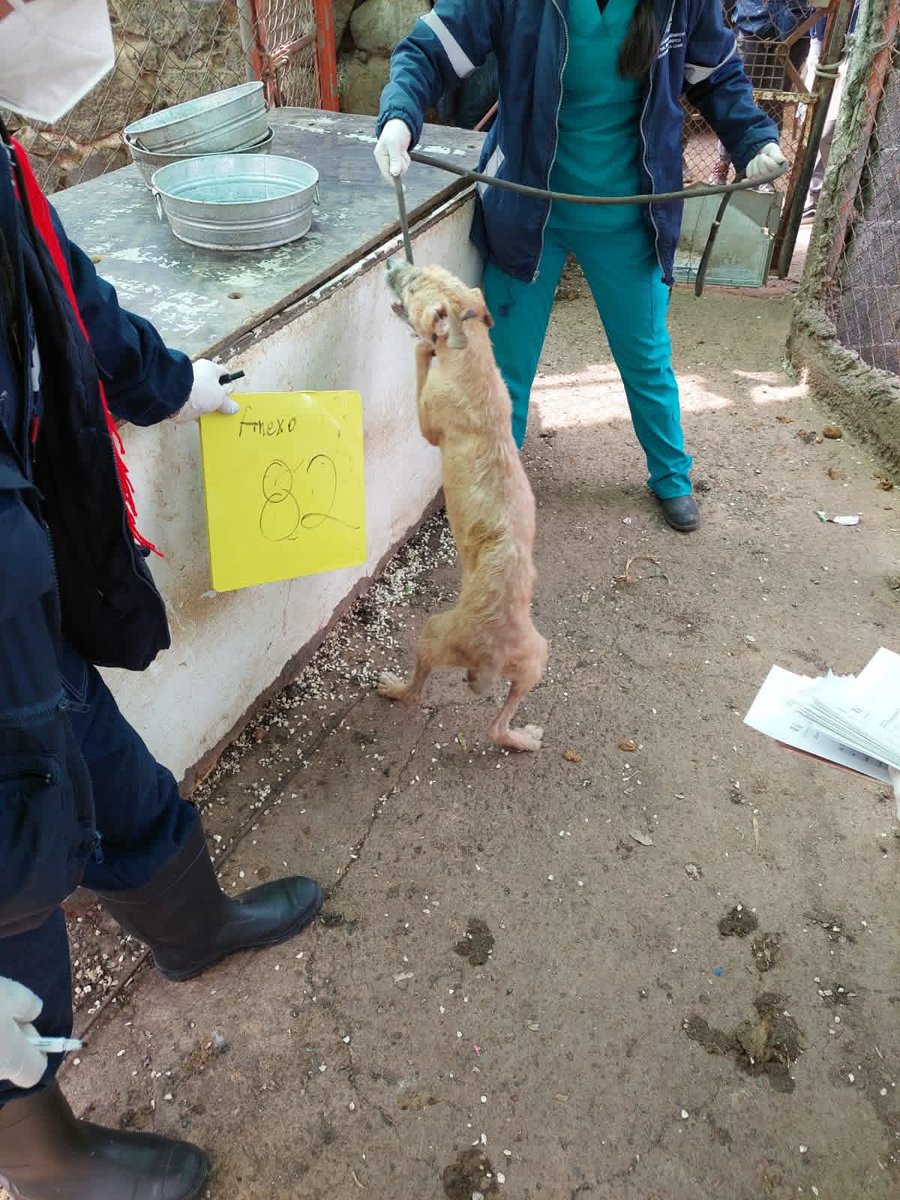 Así trata <a href="/ClaraBrugadaM/">Clara Brugada Molina</a> a los franciscanitos.
Estas fotos fueron tomadas por trabajadores del gobierno para que se hicieran públicas.
La forma en que los sujetan es lo que hacen en los antirrábicos.
Esto no es maltrato, es crueldad excesiva de una gobernante que ahora quiere