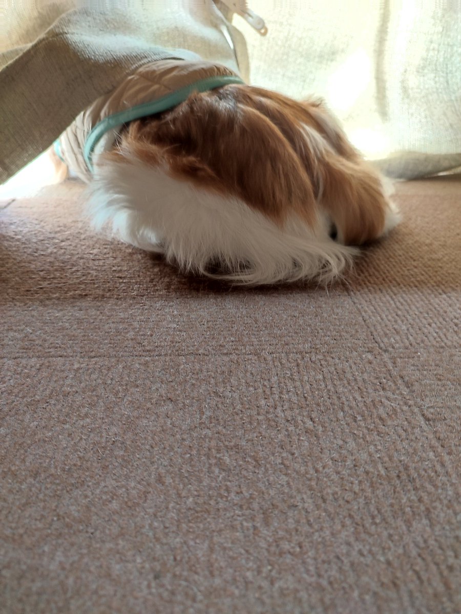 RiroDog's tweet photo. ニャルソックではなくワンソックUo･ｪ･oU https://t.co/GHGseNlBPU