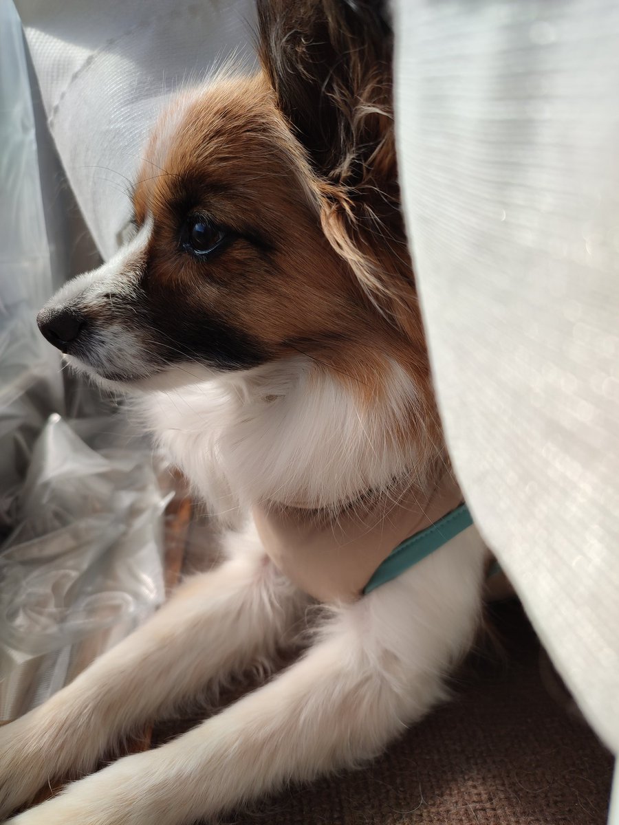 RiroDog's tweet photo. ニャルソックではなくワンソックUo･ｪ･oU https://t.co/GHGseNlBPU