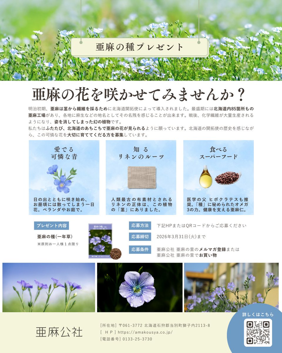 amanosato's tweet photo. 亜麻は北海道が栽培の適地として知られていますが、本州でも可愛らしい花を咲かせることができます。初めての方から、毎年心待ちにしている方まで、亜麻仁油やリネンの原料でもある亜麻をご自宅のお庭やベランダで、ぜひ、お楽しみください！
詳しくはこちら https://t.co/RF5r58EVJi https://t.co/Li6pfMeMDU