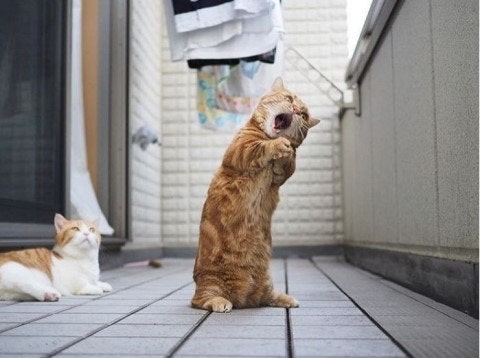 ttiyongfore's tweet image. 넬라 노오오오떼-