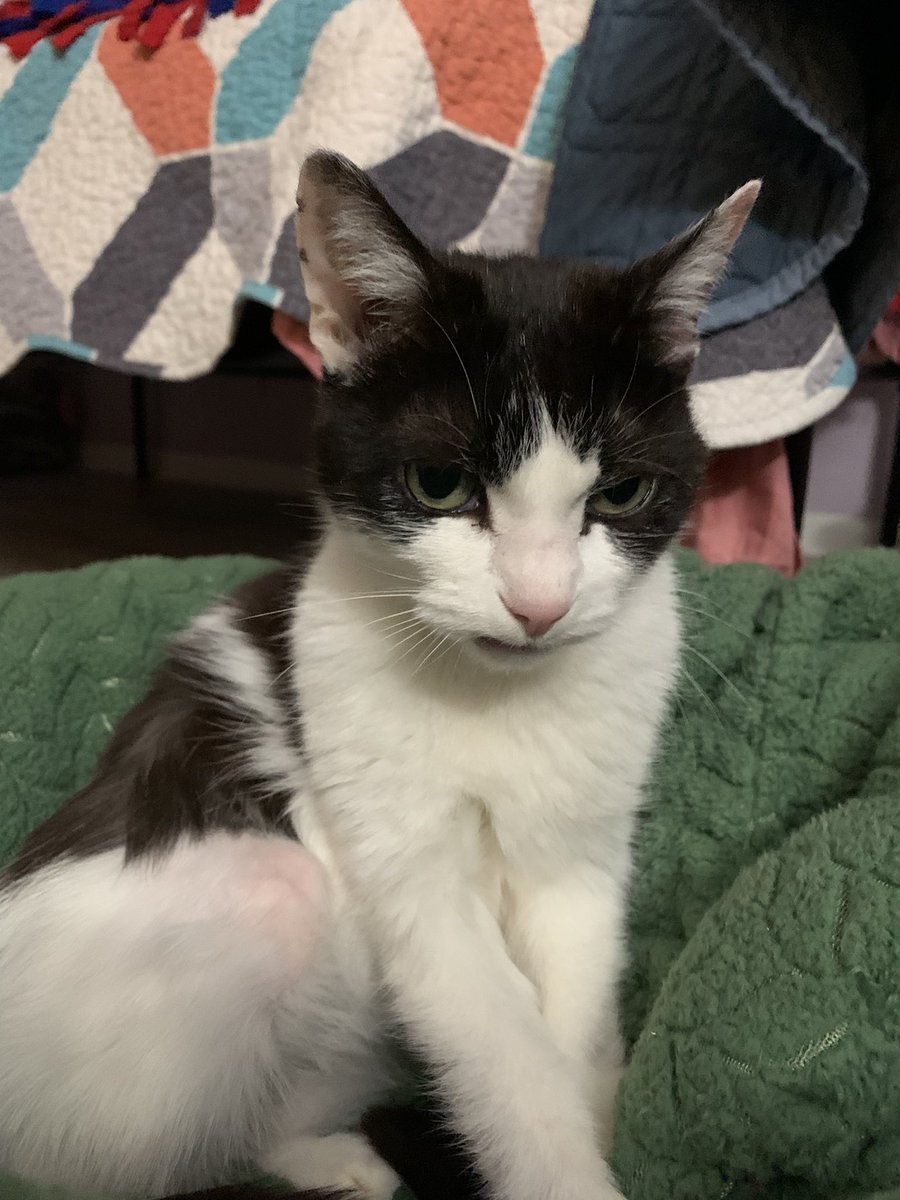 AmazingAcroCats's tweet photo. "Working on my Friday scowl"
#acrocats #jaxacrocat https://t.co/Cp4qq1oBI8
