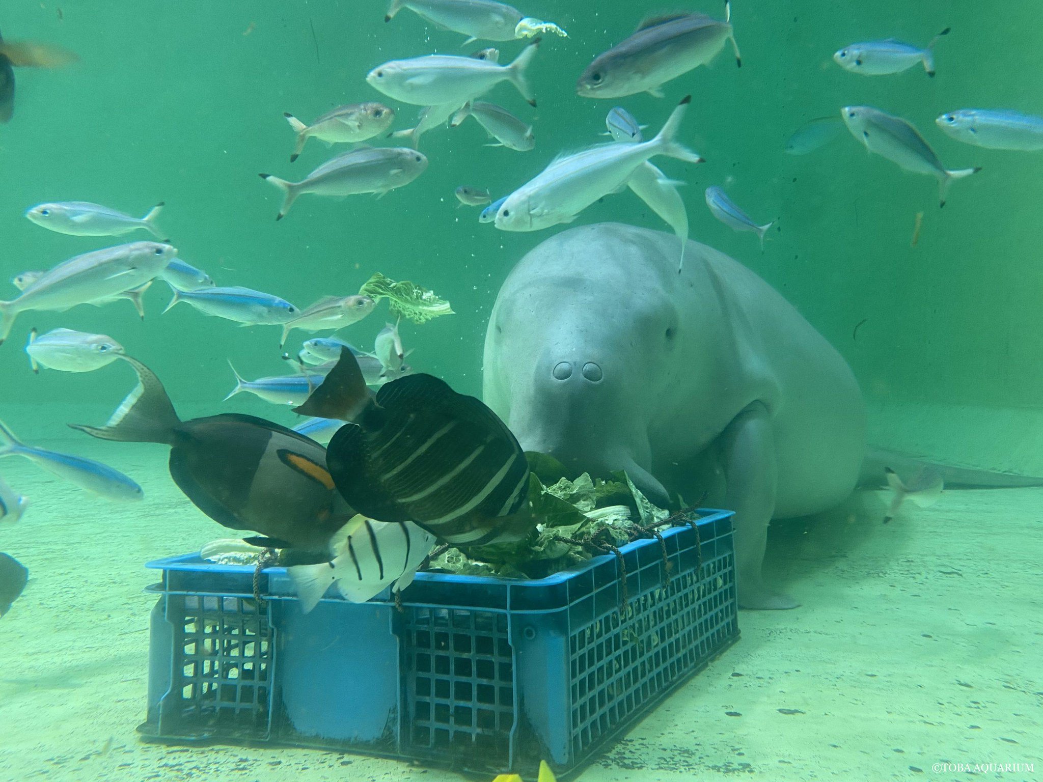 鳥羽水族館（TOBA AQUARIUM） on X: 