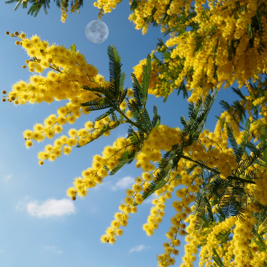 onegiantleapoz's tweet photo. Wattle seeds went to space—and inspired a choral piece! 🎶 Wattle Sky by Bluey’s Joe Twist and Jodie O’Regan will be performed by SA school kids at the 2026 Music Festival. More to come!
#WattleSky #STEMxArts #OGL #BlueyComposer https://t.co/kxiNjY1aSB