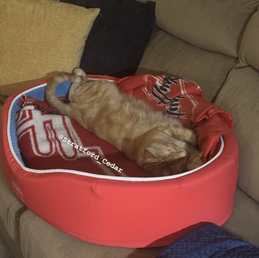 It’s been a long week, furriends. I’m tucked in early tonight for some snooze time in Comfy Bed. We’re anxious for the weekend so The Editor can be home. 

Night-night!

-Stratford 🧡