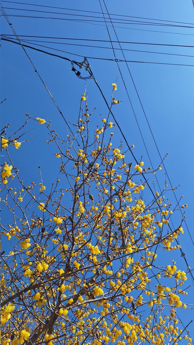 さちまる (@sachimaru) / Posts / X