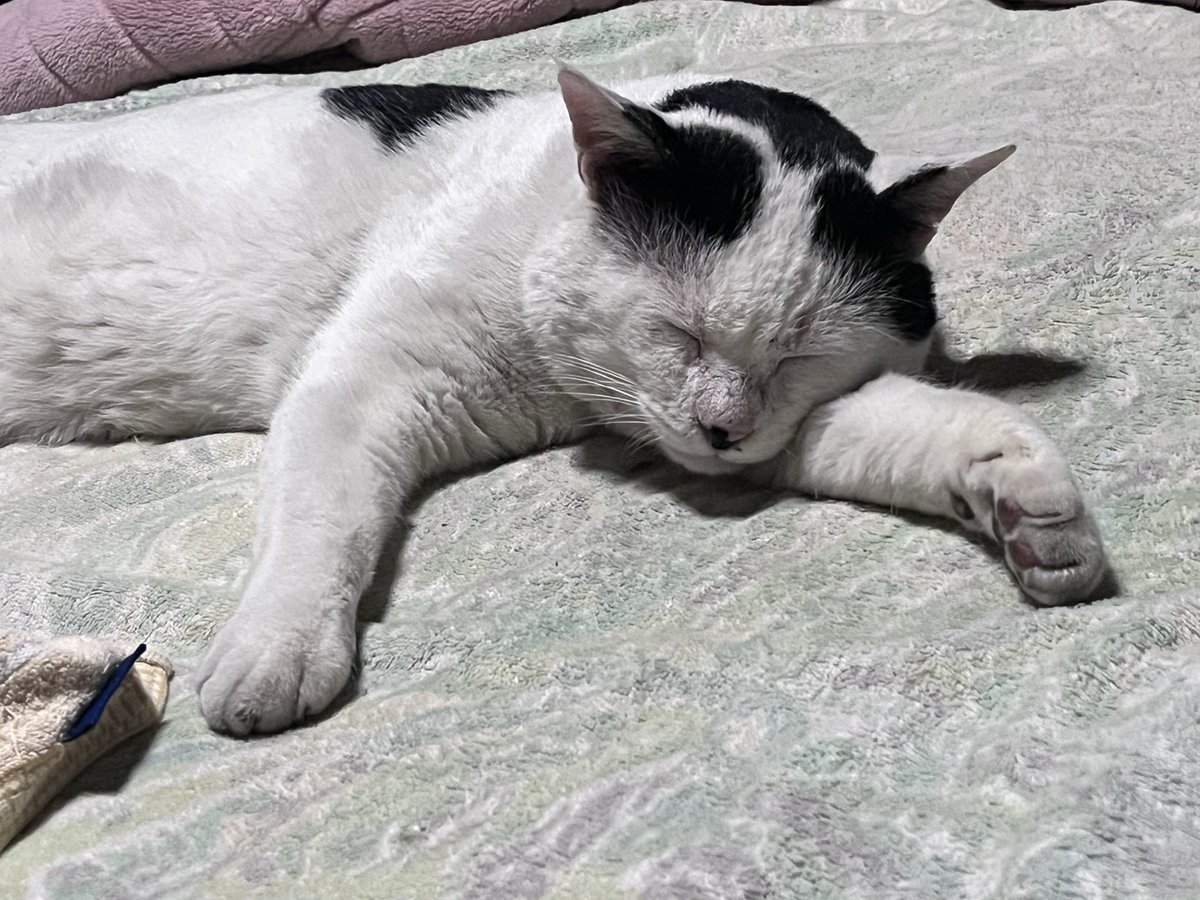 毎年、この寒い時期の繁殖期。
ほとんど帰って来ず…。
帰って来たと思ったらごはんをガツガツと少し食べて、またお出かけの福ちゃん。
ほとんど家には居なくて、ノラちゃんみたいな生活してるけど、投薬もあるから心配で😓
くしゃみもしてるし、風邪ひいてるみたい。
今日はお家に居てもらいます。