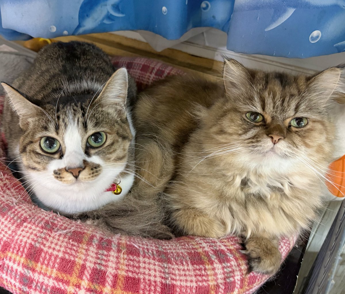 つくきな❤︎ココテテ🐈‍⬛⸒⸒⸒⸒🐾 (@tsukukina971) / Posts / X