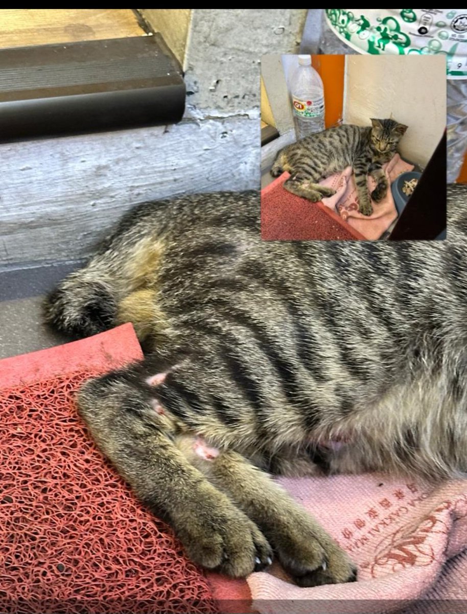 🐳 🦋 tweet media