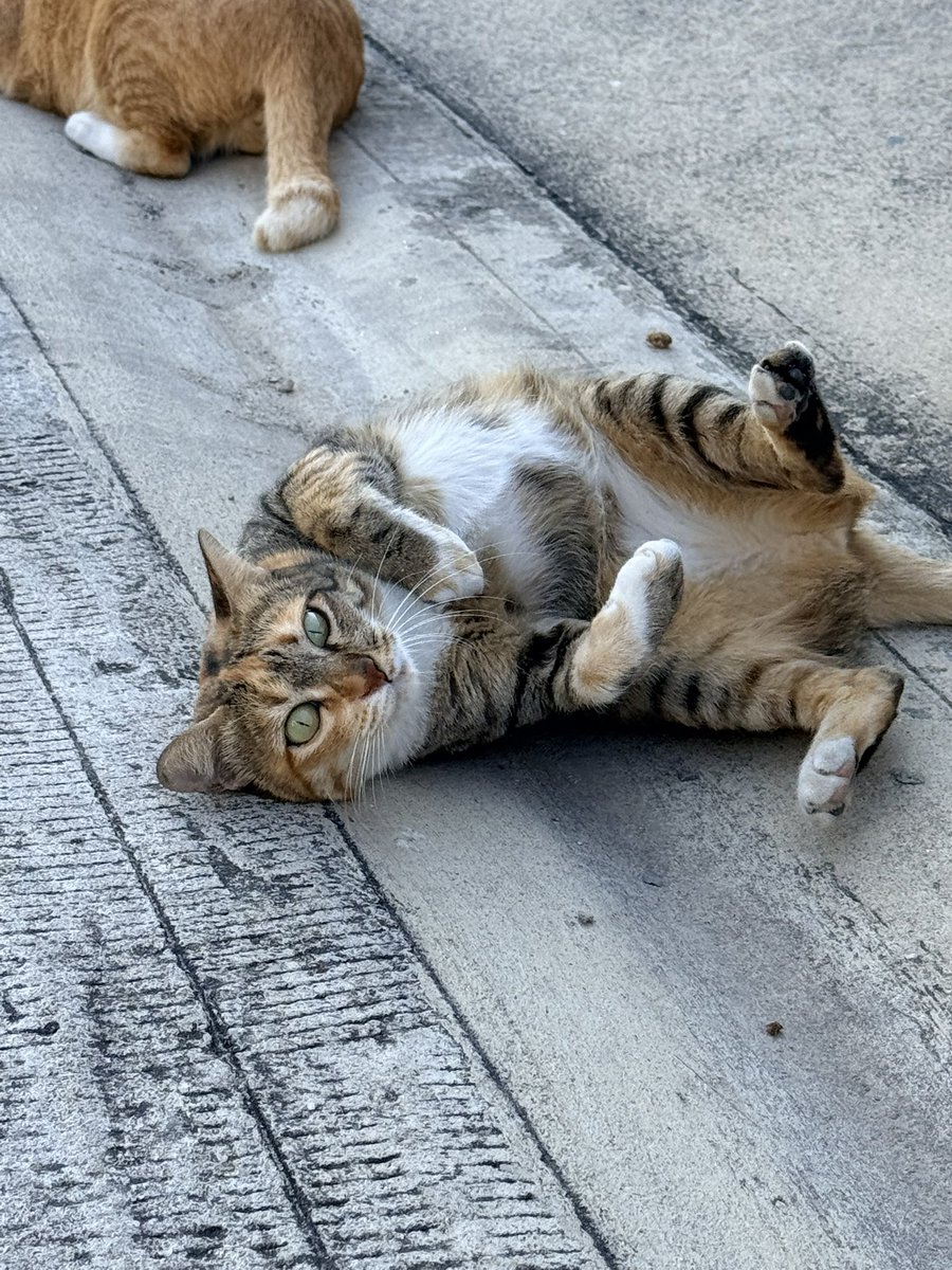 แมวจรขี้อ่อยเบอร์1: เข้ามาสิ่นุด~เข้ามาลูบฉันสิ

บี้: แพ้แมวเหวยย หยุดอ่อยนะเลานะ!!