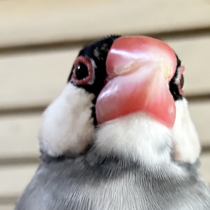 ゴマやん #文鳥
むっ なんだあの音は

👵「防災行政無線のテストだよ」