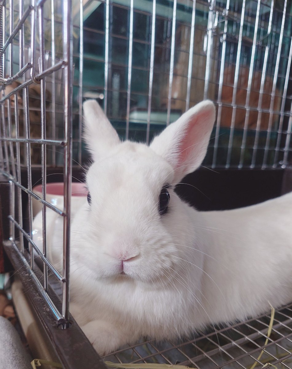 えもん⋆ᙏ * うさぎ🐰 #ドワーフホト