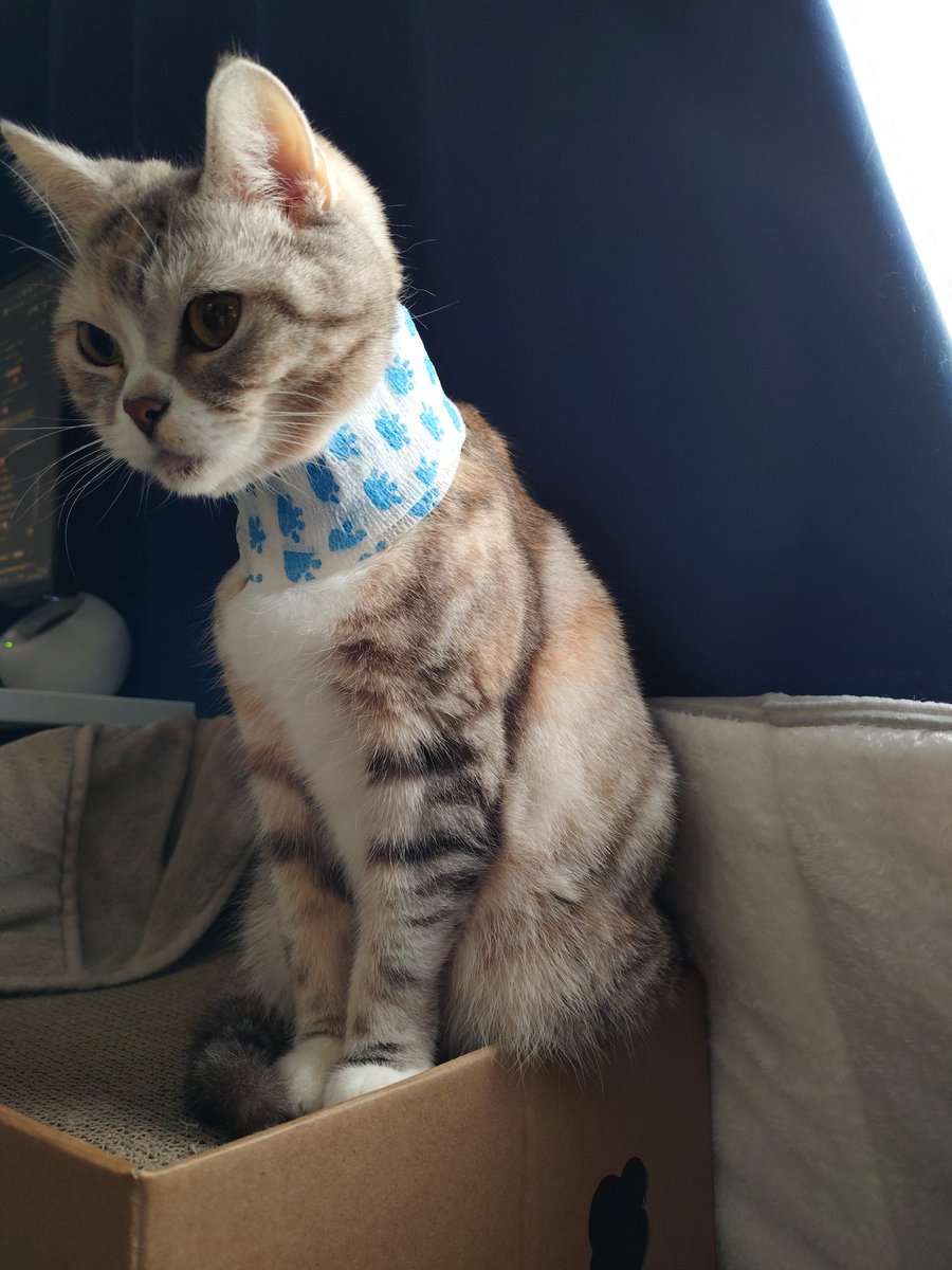 2525_gon's tweet photo. 首を掻きすぎた猫 https://t.co/MXKtVzzBex