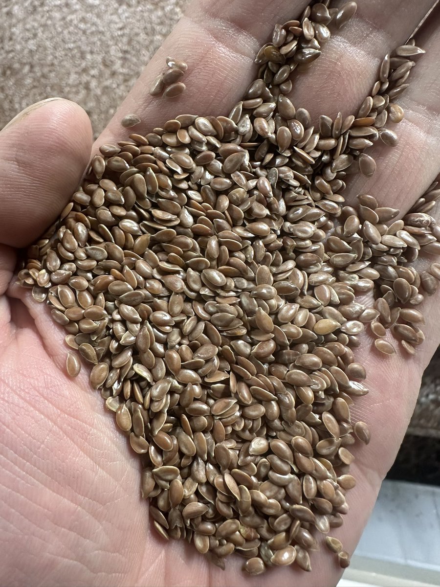 Nice looking Rowland flax