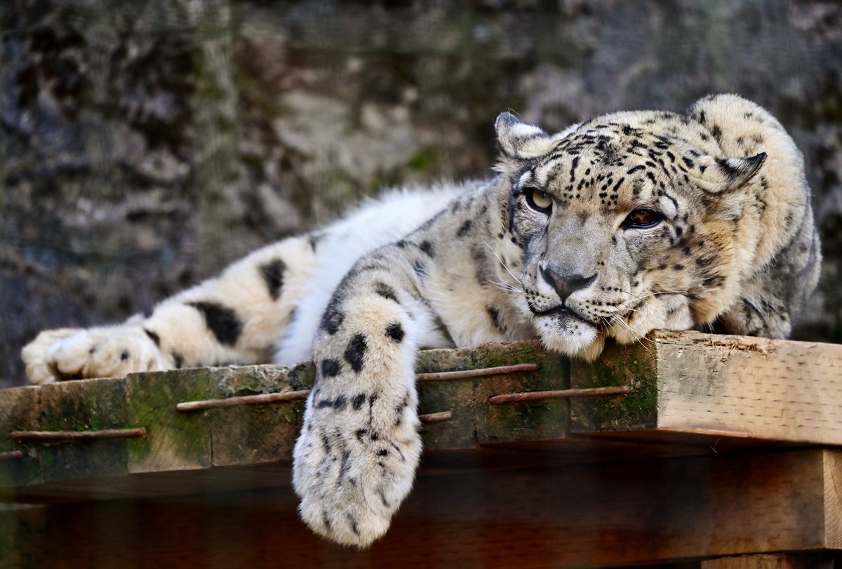 nekooyaji (@nanata35047722) / Posts / X