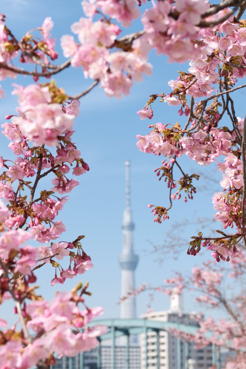 旧中川の河津桜、スカイツリーで額縁構図になるところ咲いてました