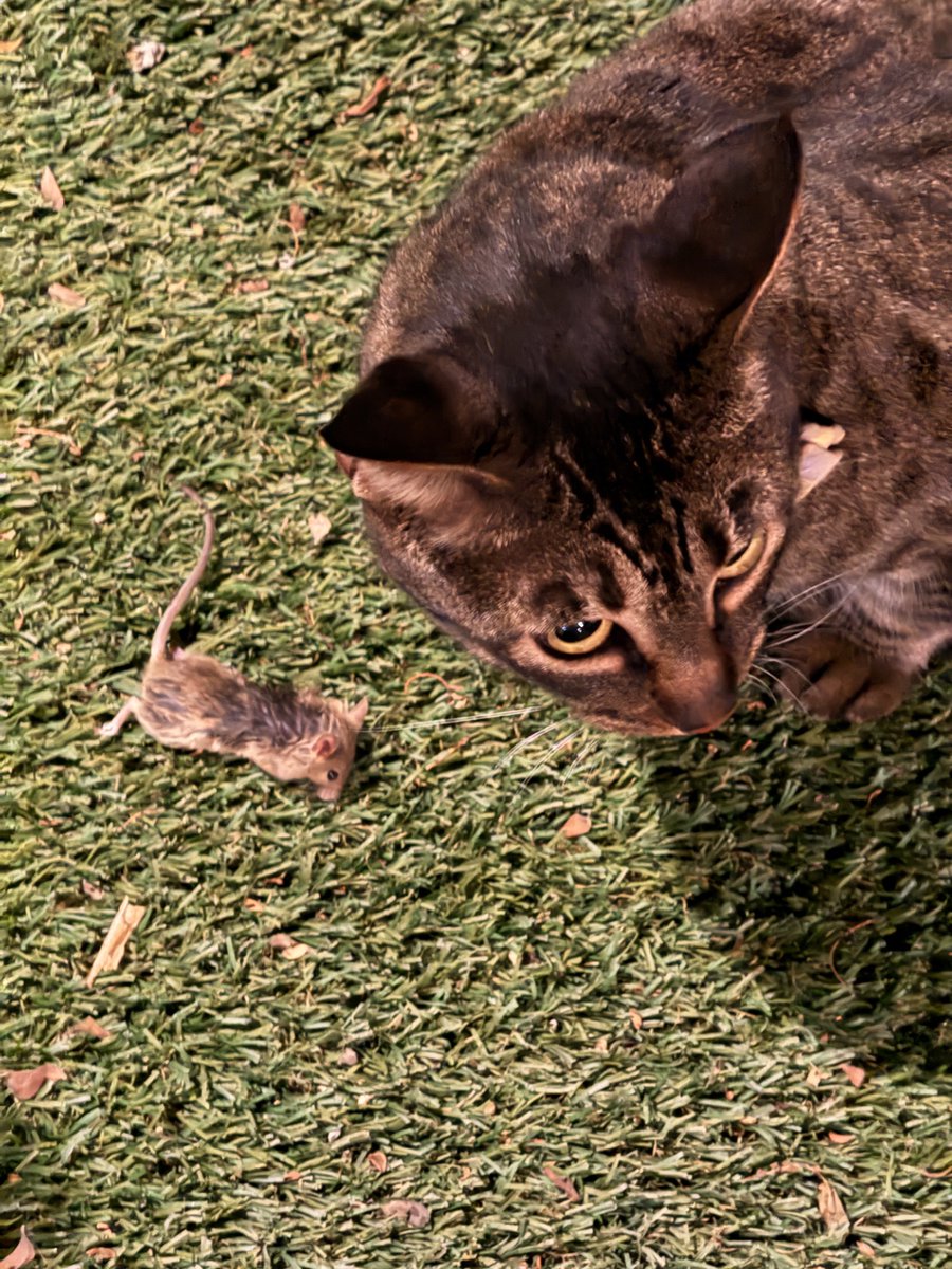 Hace días pensaba “hace semanas que no nos trae presentes” 🤔
Pensé en voz alta y escuchó 😅