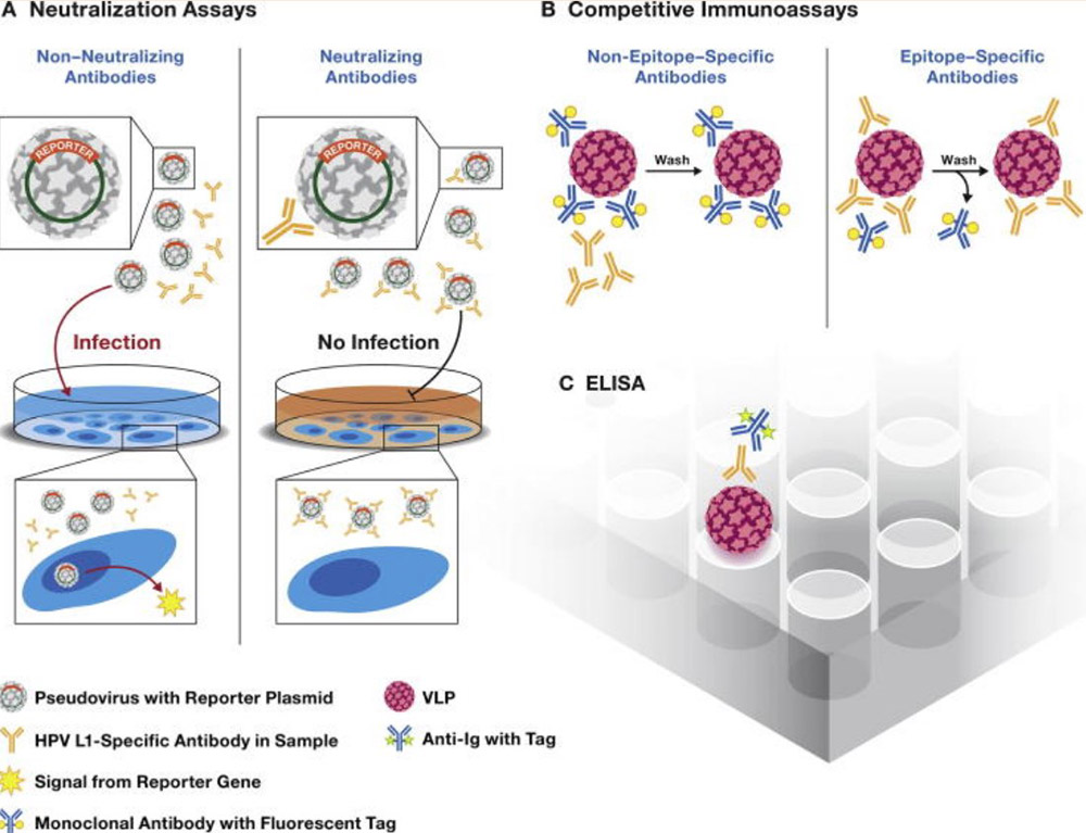 HPV Vaccine Research Tools
Creative Diagnostics supports researchers with products and services for HPV vaccine studies, including reagents for antigen design, immunoassays, and immunogenicity evaluation.
👉 Learn more:
 creative-diagnostics.com/hpv-vaccine.htm

#HPV #VaccineResearch #Biotech
