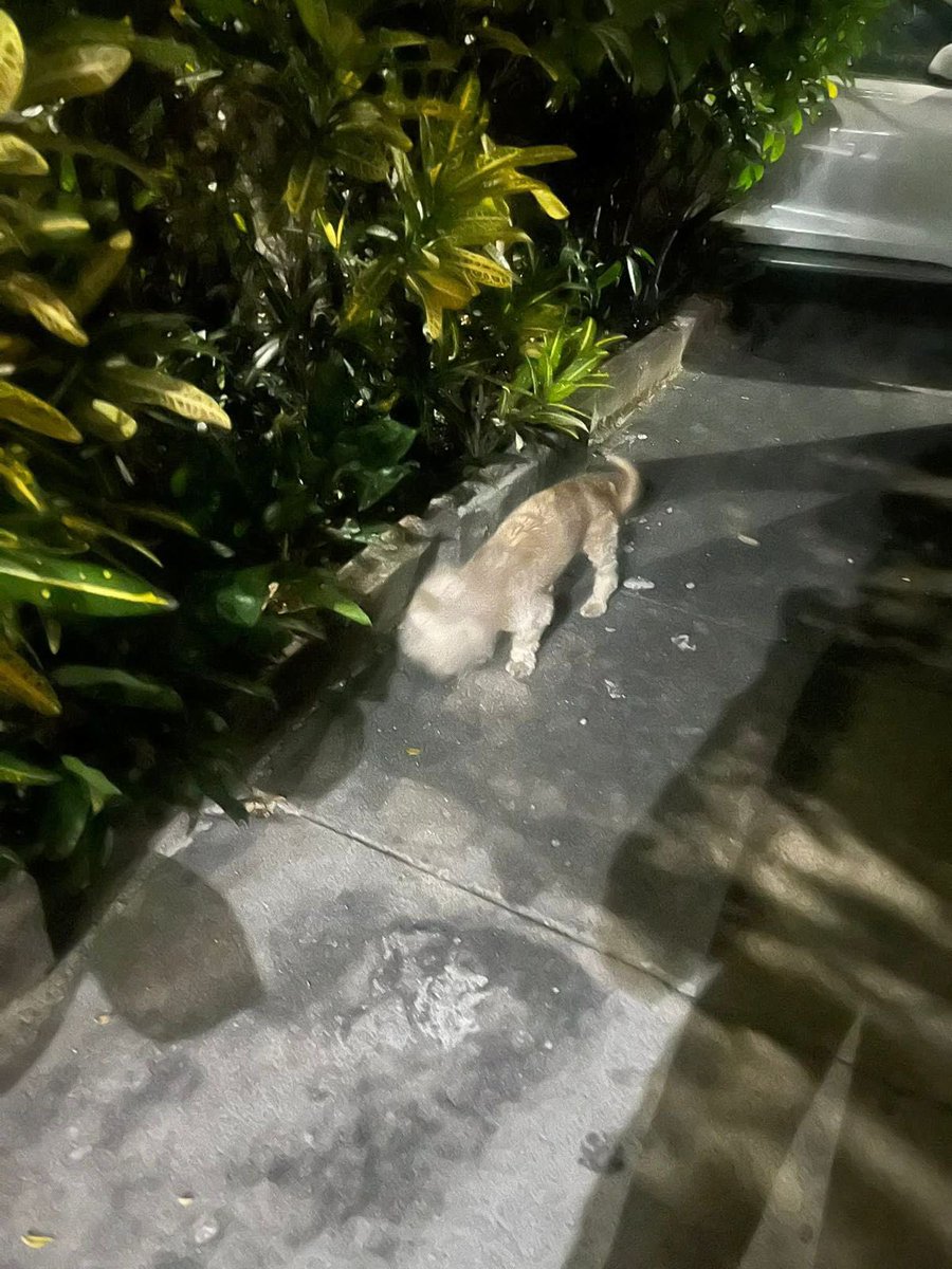 SivarNewsSV's tweet photo. 🔴 SERVICIO SOCIAL:  FAMILIA BUSCAN A RUFFO 🥺

Se extravió la noche del miércoles 4 de febrero en la colonia Montebello, avenida Montecristo, de Mejicanos. 

Le cuesta caminar y escuchar, si lo encuentran favor notificar al 7308-3479.

Ayúdemos a que vuelva a su hogar. https://t.co/gIg71ZCdF7