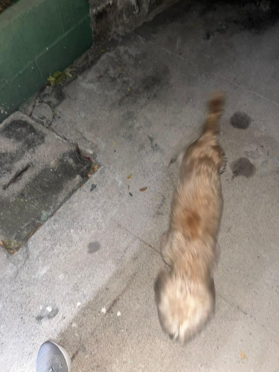 SivarNewsSV's tweet photo. 🔴 SERVICIO SOCIAL:  FAMILIA BUSCAN A RUFFO 🥺

Se extravió la noche del miércoles 4 de febrero en la colonia Montebello, avenida Montecristo, de Mejicanos. 

Le cuesta caminar y escuchar, si lo encuentran favor notificar al 7308-3479.

Ayúdemos a que vuelva a su hogar. https://t.co/gIg71ZCdF7