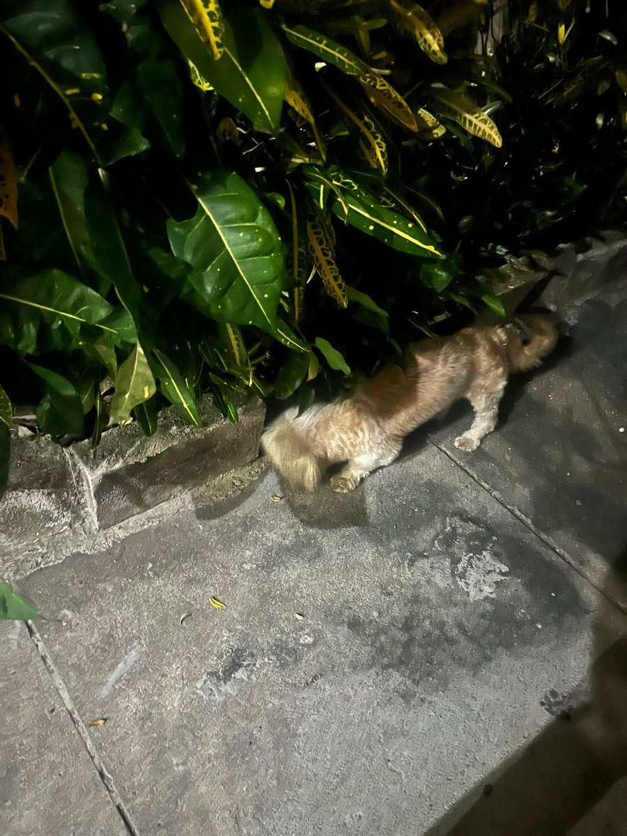 SivarNewsSV's tweet photo. 🔴 SERVICIO SOCIAL:  FAMILIA BUSCAN A RUFFO 🥺

Se extravió la noche del miércoles 4 de febrero en la colonia Montebello, avenida Montecristo, de Mejicanos. 

Le cuesta caminar y escuchar, si lo encuentran favor notificar al 7308-3479.

Ayúdemos a que vuelva a su hogar. https://t.co/gIg71ZCdF7