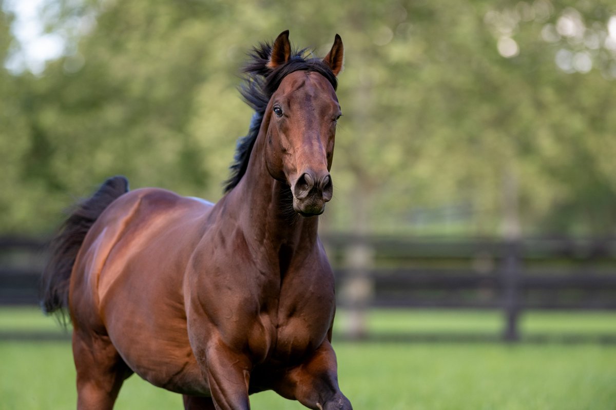 Darley in Australia tweet media