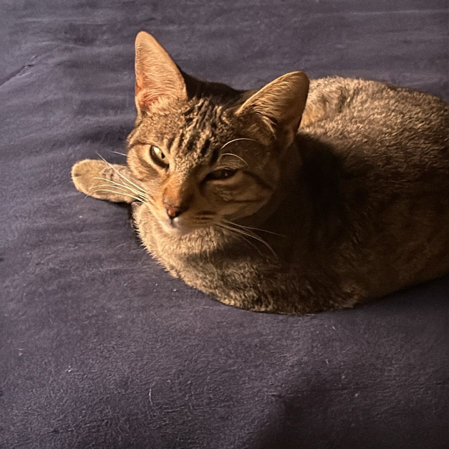 Fan número 1  de los Tik Toks del Gato Donato.
Siento que es la Mili bailando, jaja 
¿Le pongo sombrero y botas?