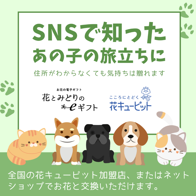 hanacupid_egift's tweet photo. ペットを亡くしたあの人に
そっと寄り添うお花を贈りませんか？
”花とみどりのeギフト”でお悔やみの気持ちを。

🐶使い方は3ステップ🐱
➀チケットを購入
➁メッセージを添えてLINEやメールで贈る
➂相手がタイミングでお花と交換

住所は不要、伝えたい気持ちを今すぐ贈れます。