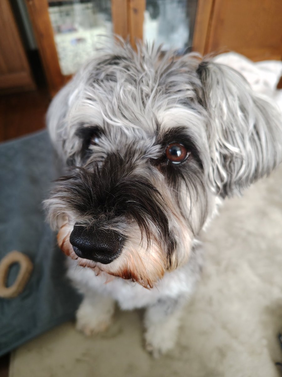 左前からおやつの香り…✨️

#ミニチュアシュナウザー