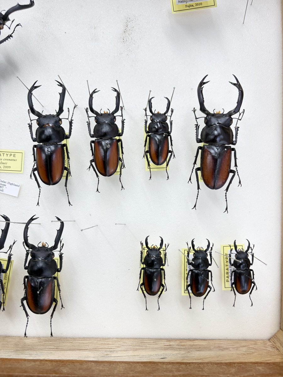 かぶぶくわわ (@mushi_lowkun) / Posts / X