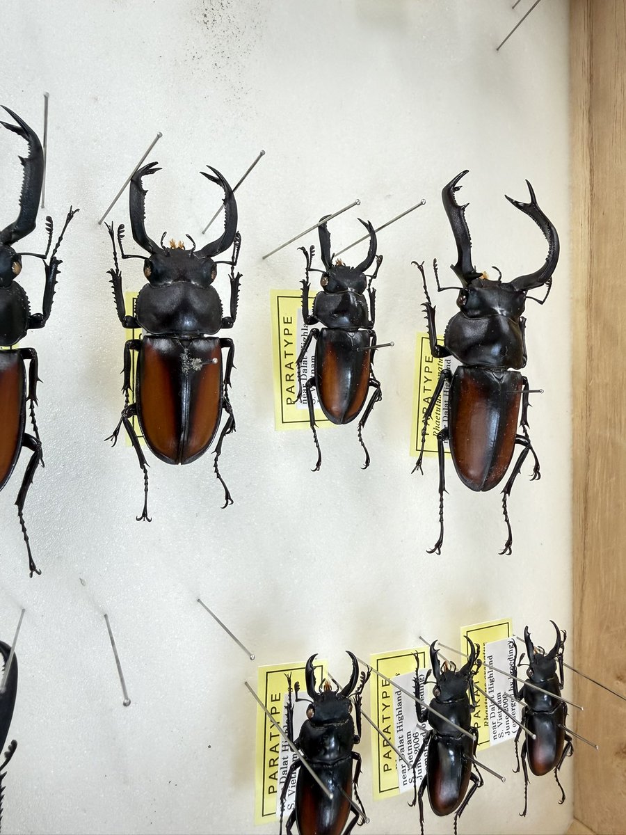 かぶぶくわわ (@mushi_lowkun) / Posts / X