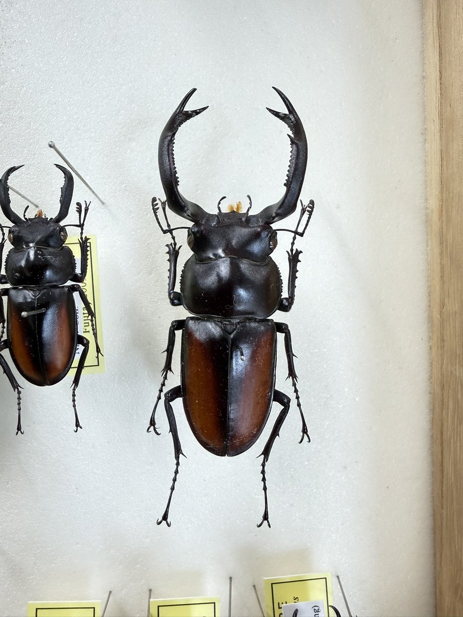 かぶぶくわわ (@mushi_lowkun) / Posts / X