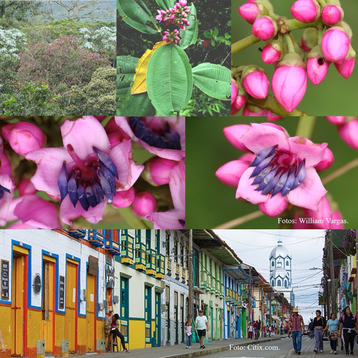 Novatax_Col tweet media