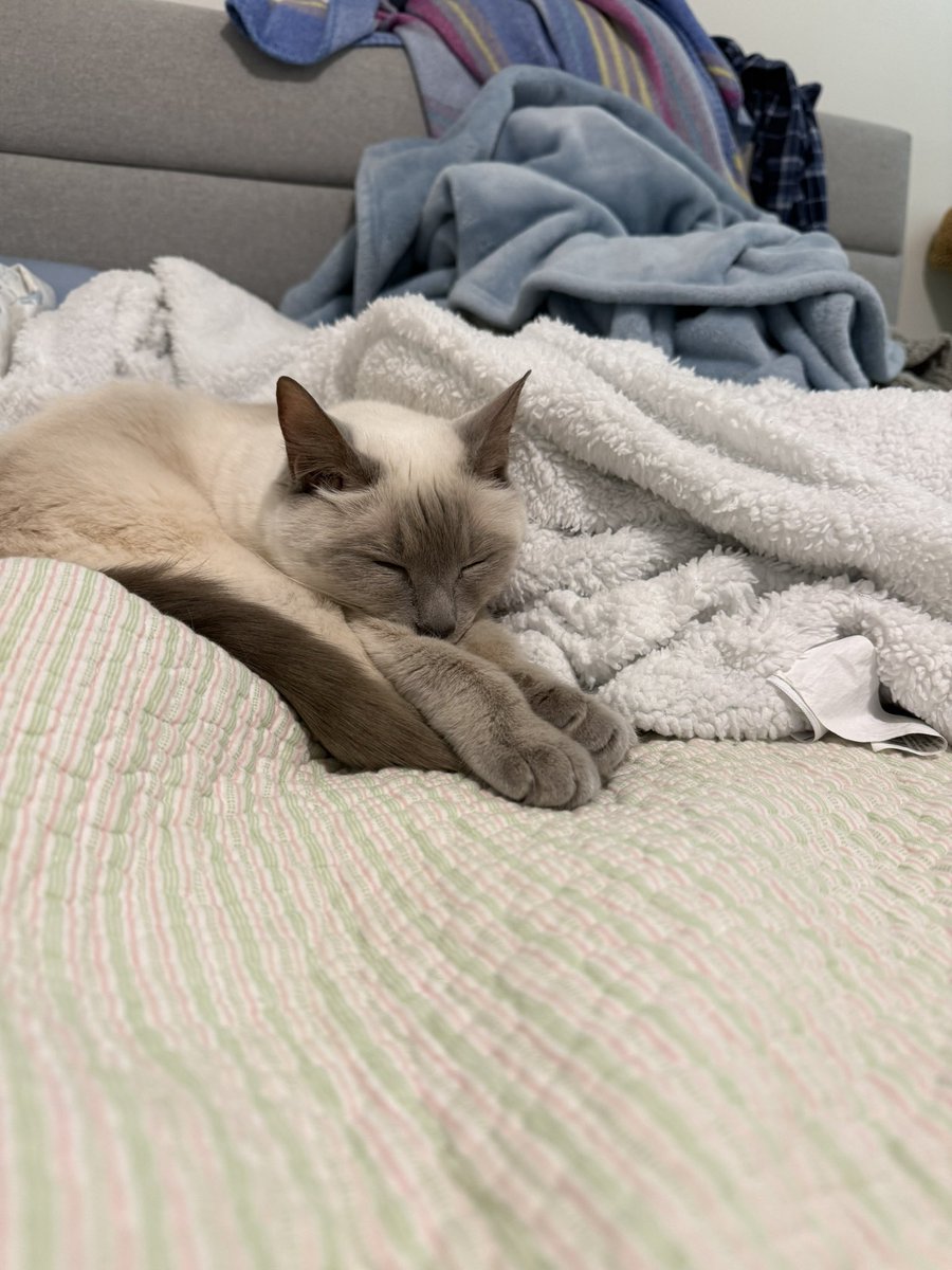 life as a cat mom 🥹