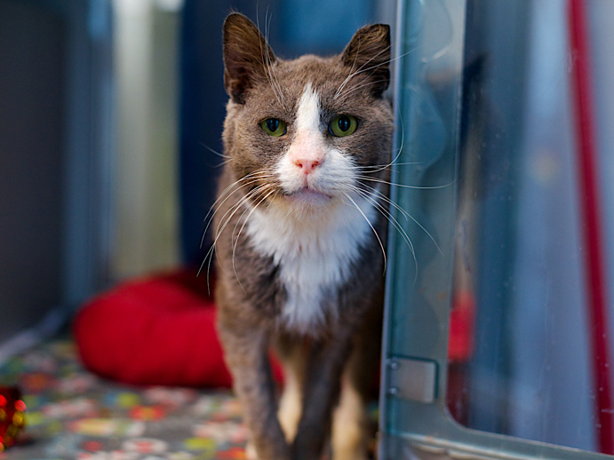 DubJH1009's tweet photo. https://t.co/euOnExdRTg #ALLSCHEDULEDTODIE #EMERGENCY #SOS #ALLMUSTBESAVEDASAP #ALLWILLBEKILLED #DOSOMETHINGPLEASE #HELPIMMEDIATELY #MAYDAY #REDALERT #URGENT #SOS #CRITICAL #DESPERATE #nyc #cats https://t.co/YvpsAHMFpm