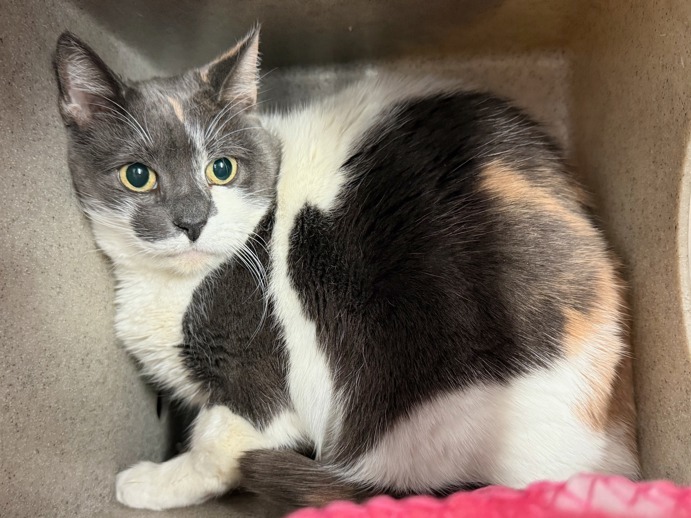 DubJH1009's tweet photo. https://t.co/euOnExdRTg #ALLSCHEDULEDTODIE #EMERGENCY #SOS #ALLMUSTBESAVEDASAP #ALLWILLBEKILLED #DOSOMETHINGPLEASE #HELPIMMEDIATELY #MAYDAY #REDALERT #URGENT #SOS #CRITICAL #DESPERATE #nyc #cats https://t.co/YvpsAHMFpm