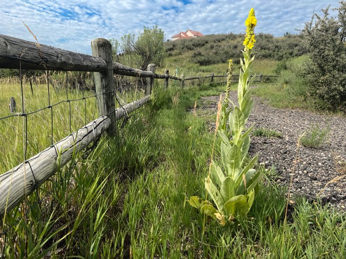perryralph's tweet photo. Fences on Friday #FencePostFriday
"A Touch of Yellow by The Fence Post"
Trying to get more fence posts. Stealing from a SNL skit. I have a fever and the only cure is more fence posts. #FencePost #Fence #FortCollins #Colorado #Photography https://t.co/5Pxoix7i4O