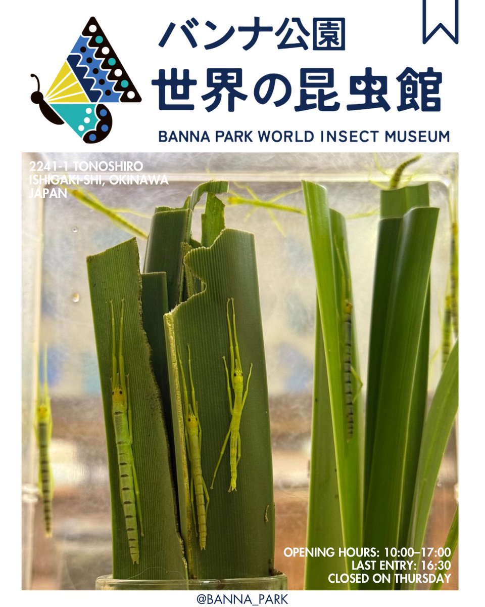 ヤエヤマツダナナフシ の赤ちゃん(幼虫)が無事卵から孵化しました