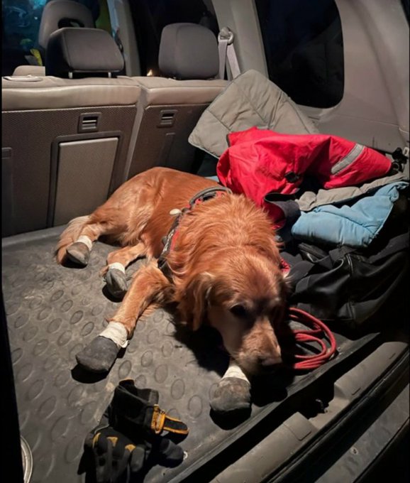 #6Şubat2023'de deprem enkazlarından 17 kişiyi kurtaran bir arama kurtarma köpeği.