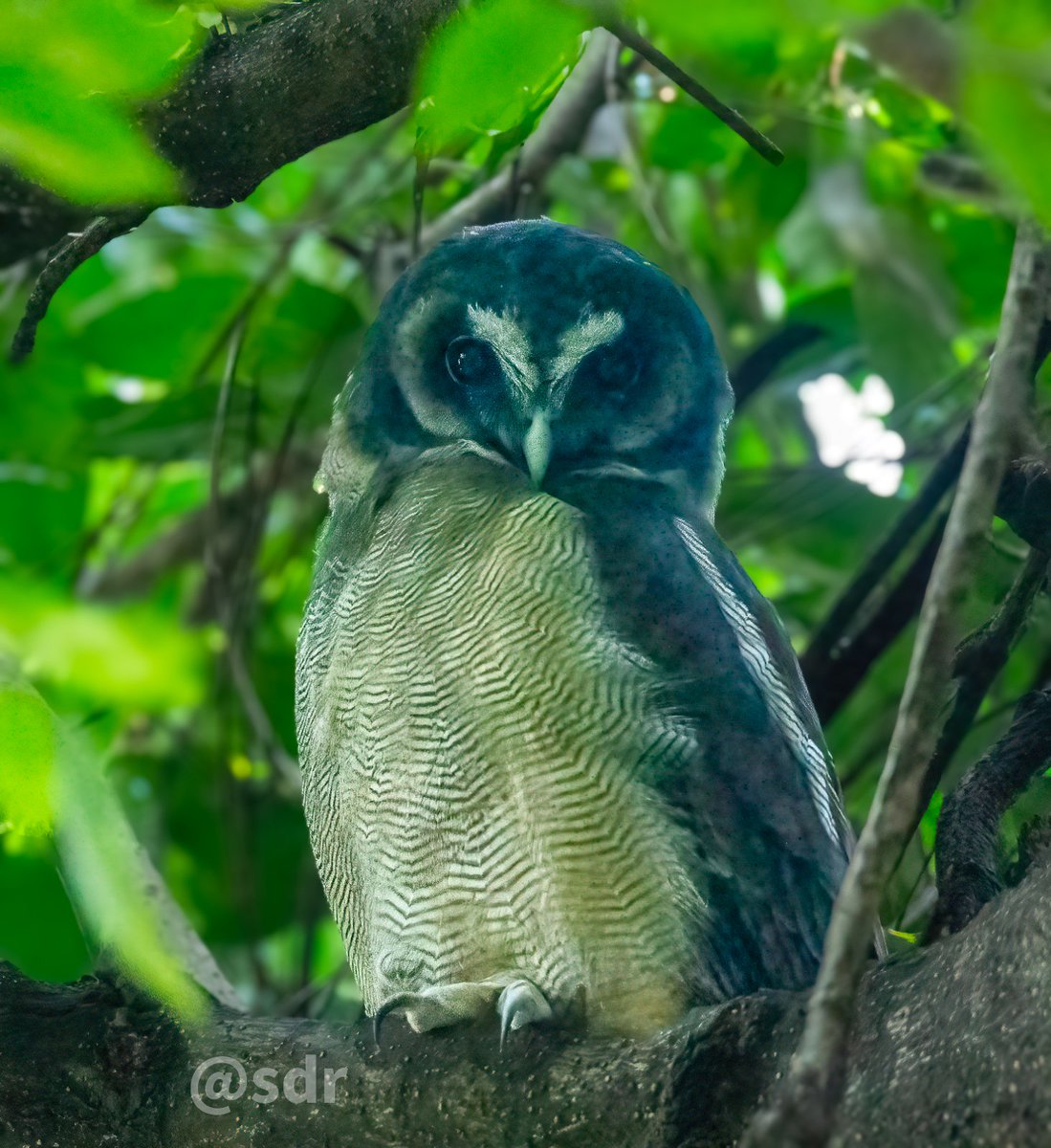 sanshali1's tweet photo. Brown Wood Owl, the silent observer #Sattal #nikonz8 #nikonphotography #IndiAves @ragnyabhawani #Owl #birdwatching #NaturePhotography #NatureIsAmazing @NatureIn_Focus https://t.co/bIsnVcfrpF