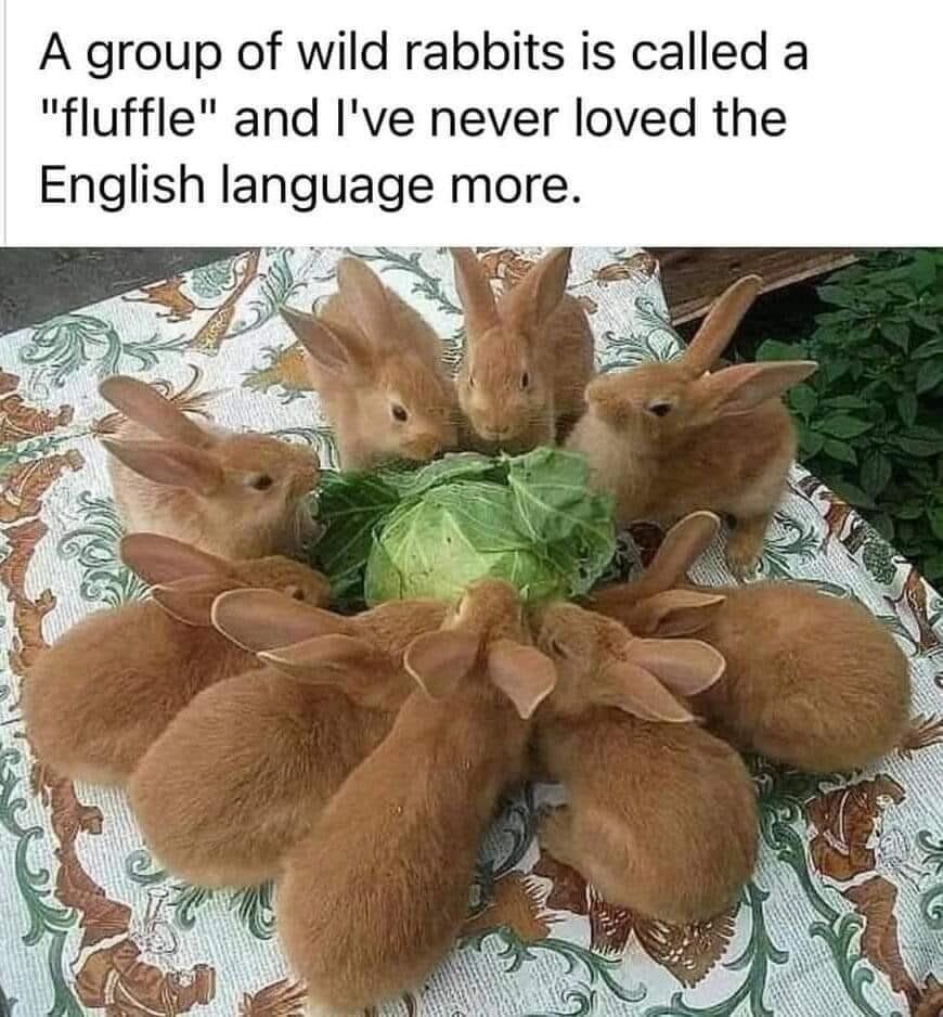 WholesomeMemes (@wholesomememe) on Twitter photo 