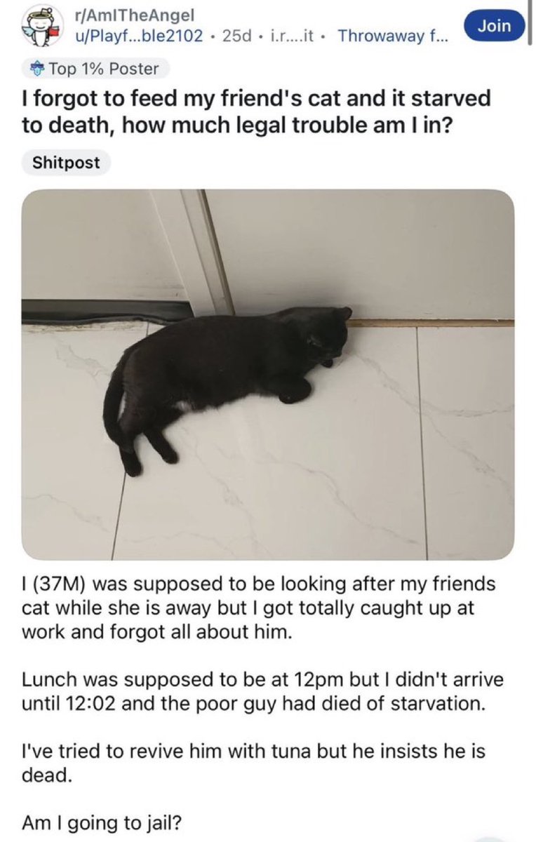 cats with powerful impression 🐾 tweet media