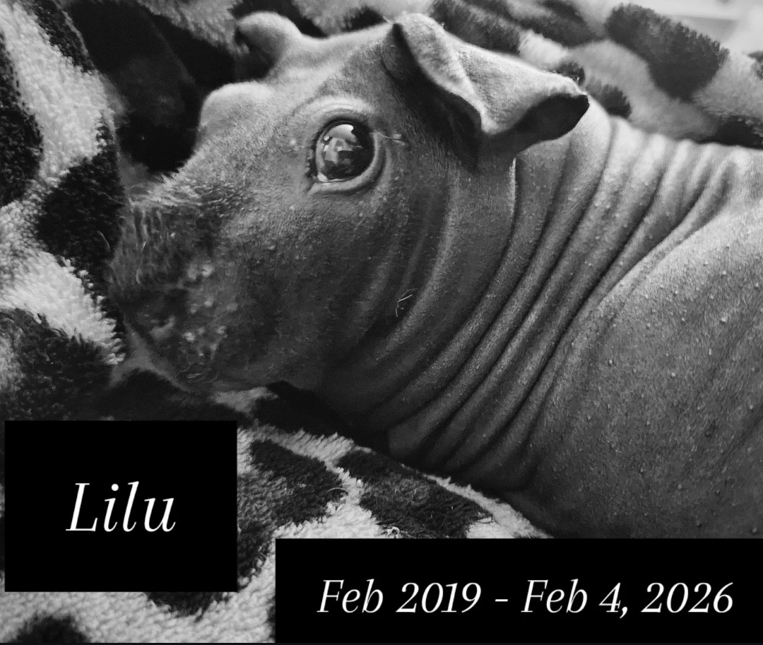 Christie Porcellus tweet media