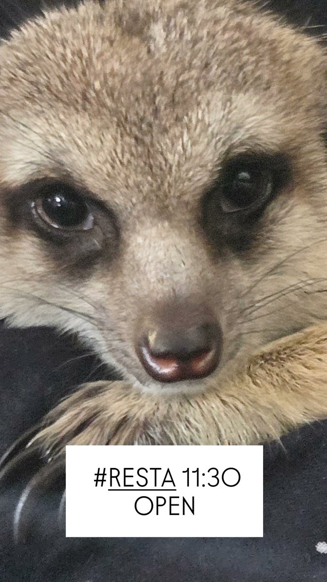 #RESTA 11:30 -  ̗̀ 𝙊𝙋𝙀𝙉 .ᐟ.ᐟ   ̖́-
3日ぶりのカフェタイムの営業です☕️
あたたかいドリンクとお待ちしております✨