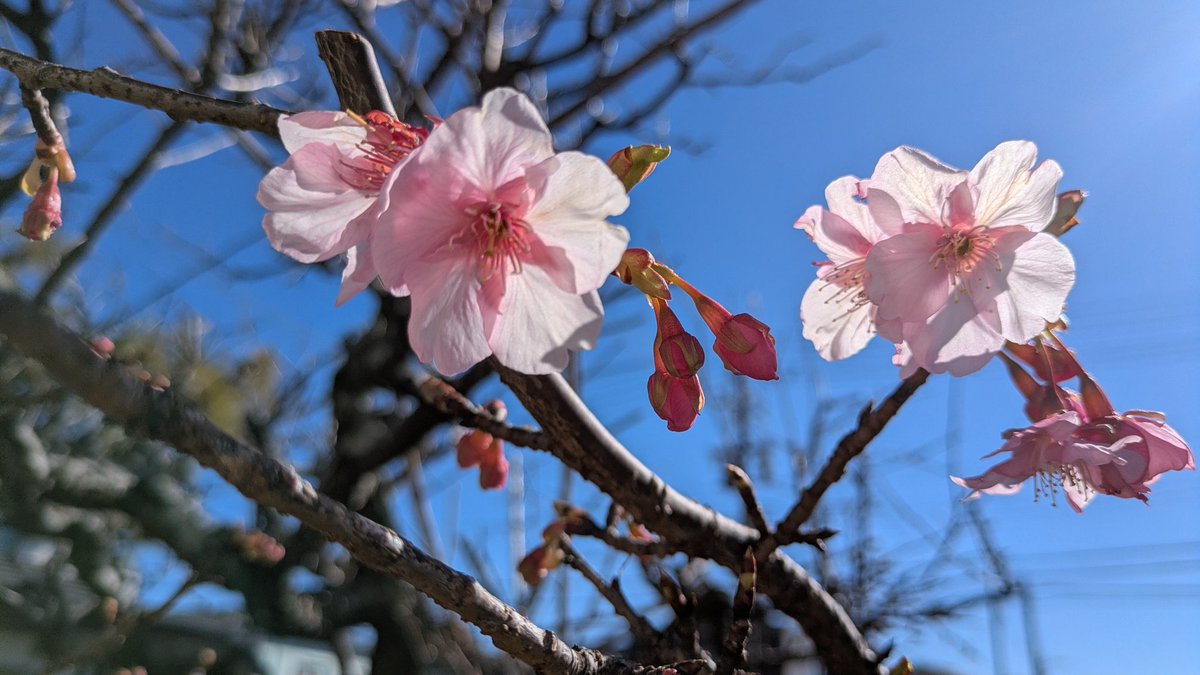 この前旦那の実家に行った時庭先でみつけました！

#kmix_life
#kmix_flower