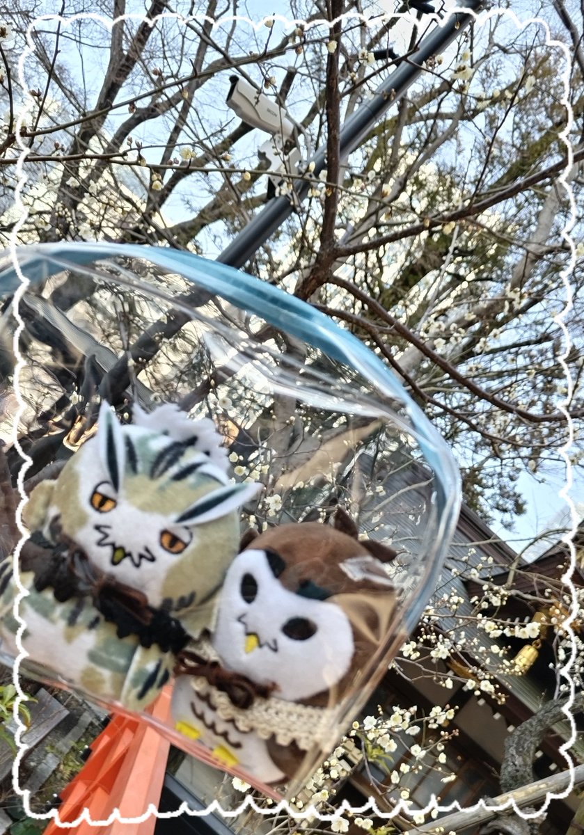 うめ、です。はなは、たべられません。