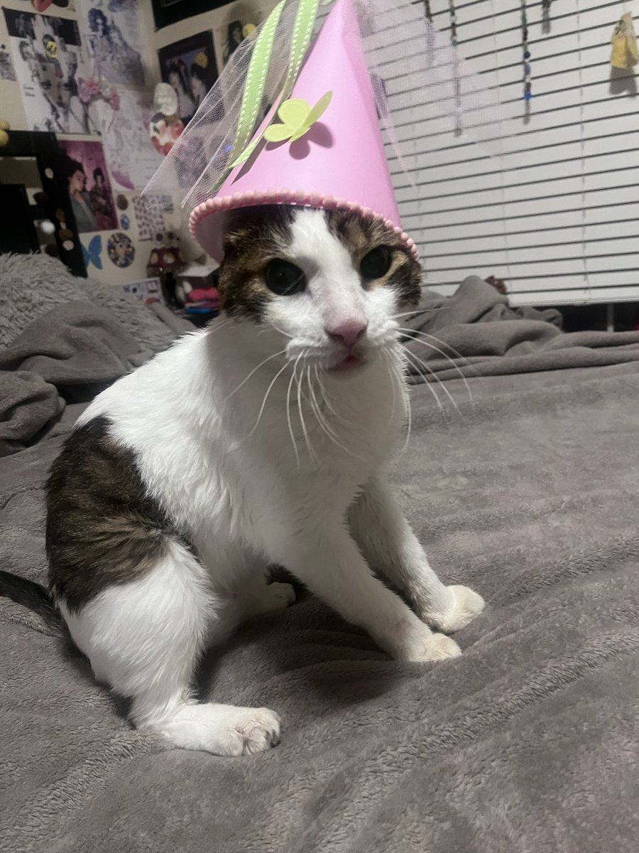 Zai 🐤 tweet media